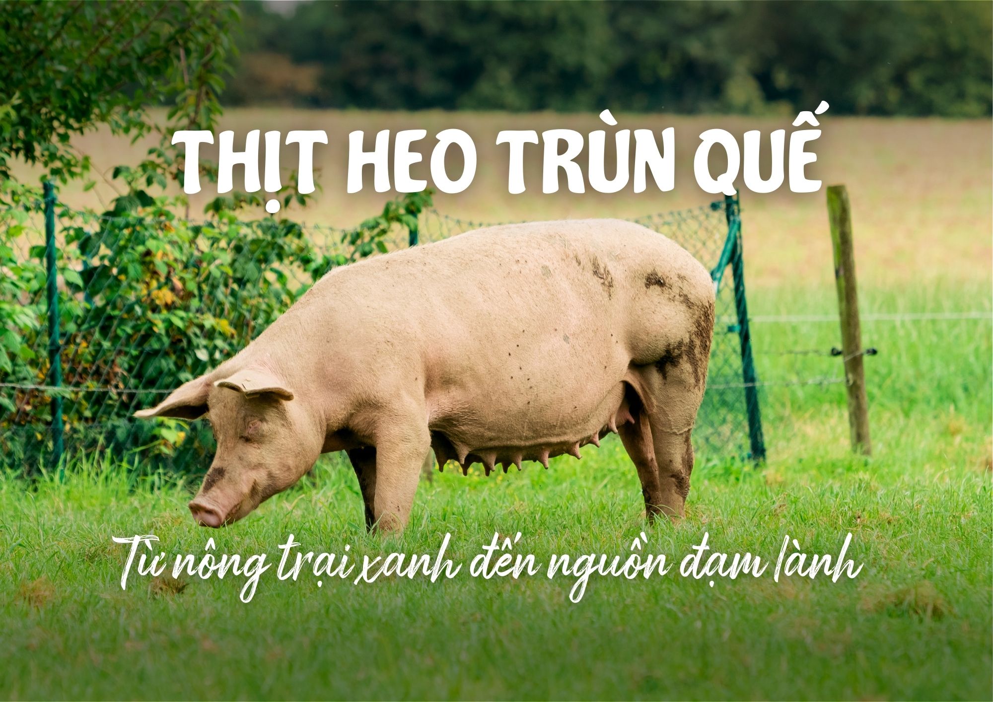 An Phú Farm và hành trình 7 năm mở trang trại nuôi heo trùn quế